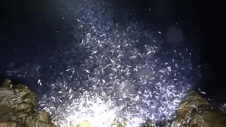 Maurolicus australis  (Larval -early juvenile & adult stage ) キュウリエソ 앨퉁이
