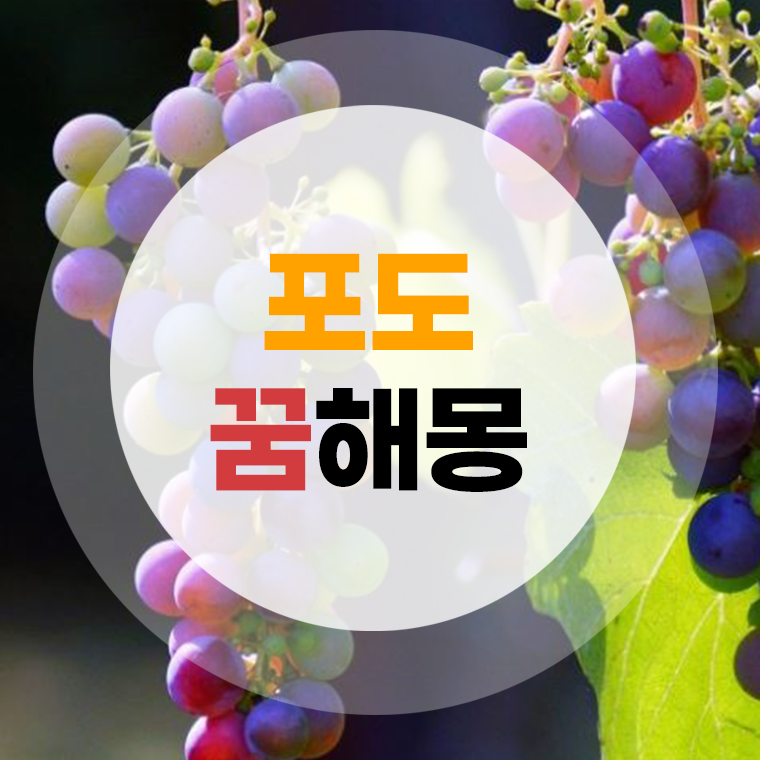 포도 꿈해몽 (먹는꿈, 따는꿈, 포도나무꿈, 포도송이꿈, 포도태몽)