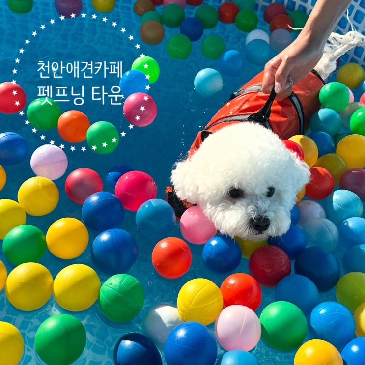  비숑 아리랑 다녀온 천안 애견카페 펫프닝타운