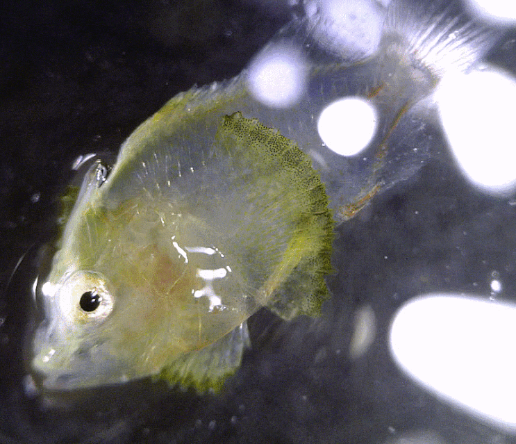  Scorpaenopsis neglecta (Late pelagic-) サツマカサゴ 쏠치우럭