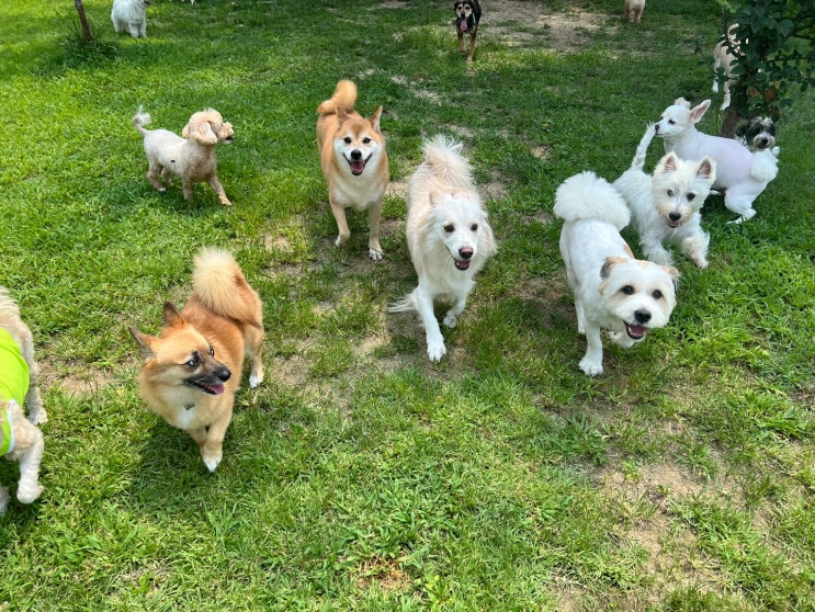  “휴가철 강아지 맡길 곳 고민이라면? 후회 없는 애견호텔 선택 기준과 실제 후기!”