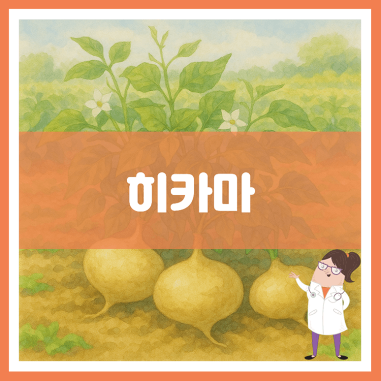  히카마 효능 부작용 보관방법