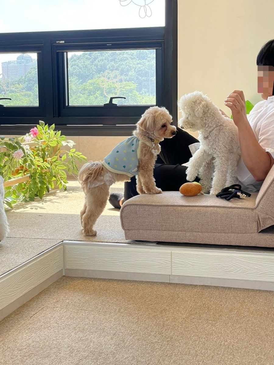 펫케아 사진 3