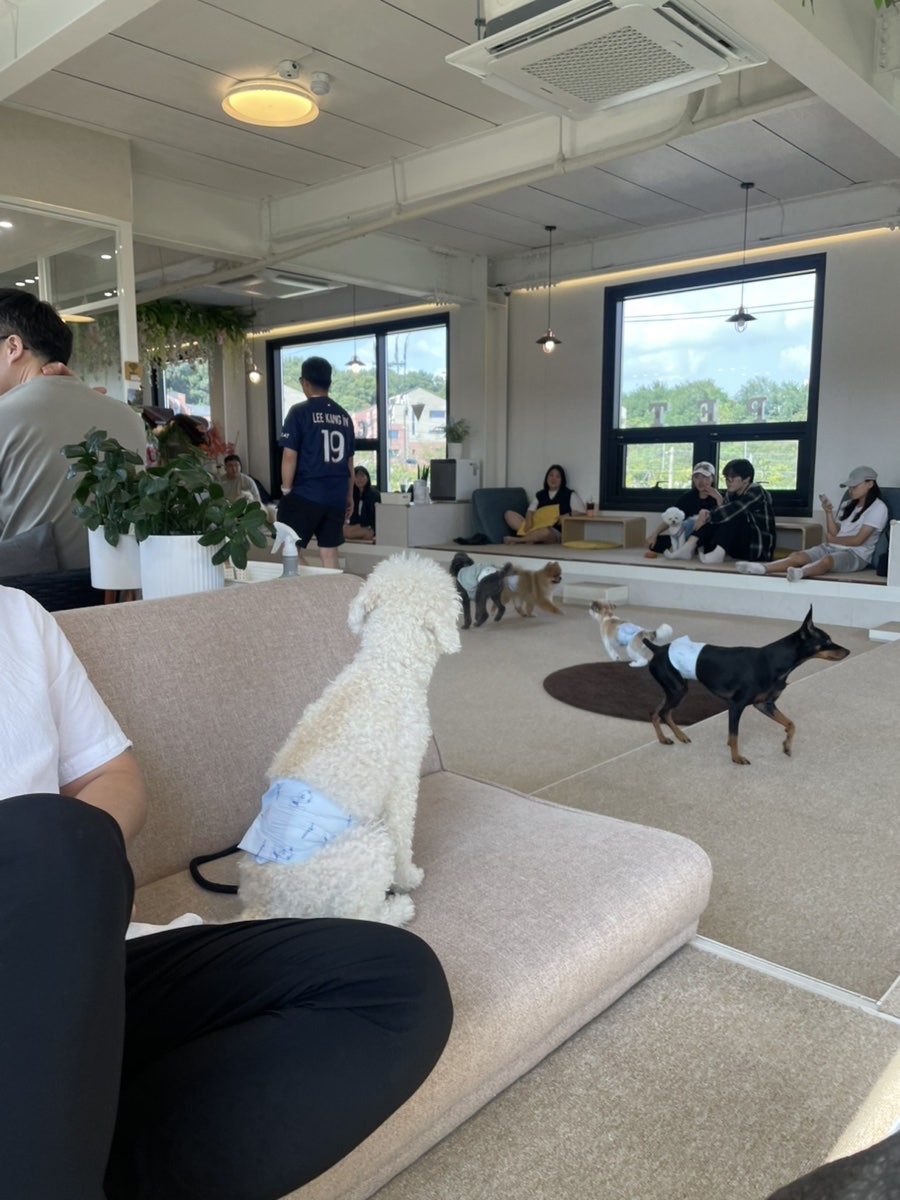 펫케아 사진 6