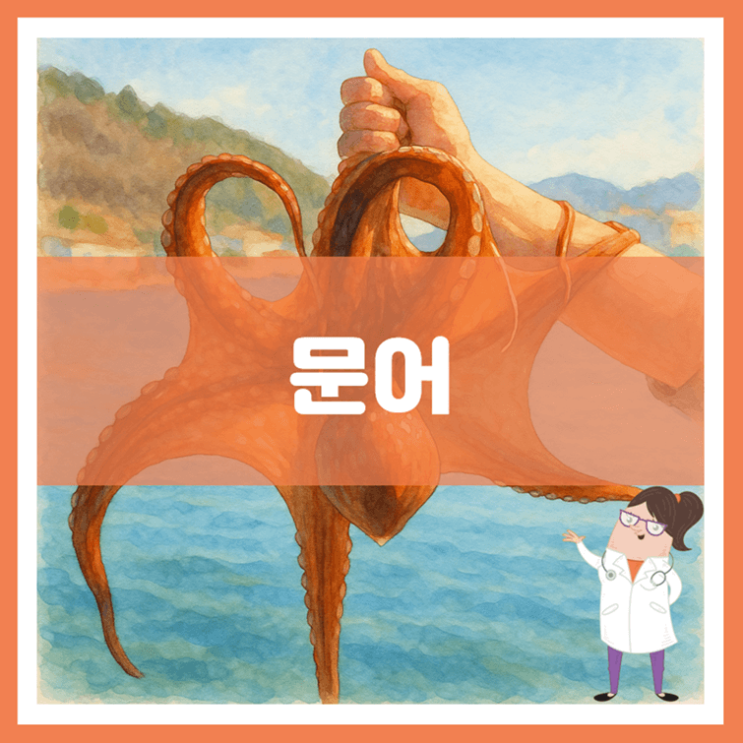 문어 효능 부작용 보관방법