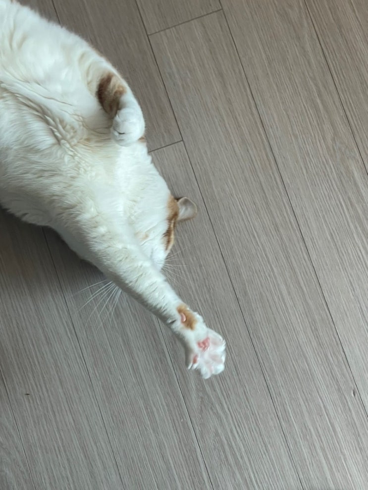  돼지 고양이의 일상 | 눕방이 취미