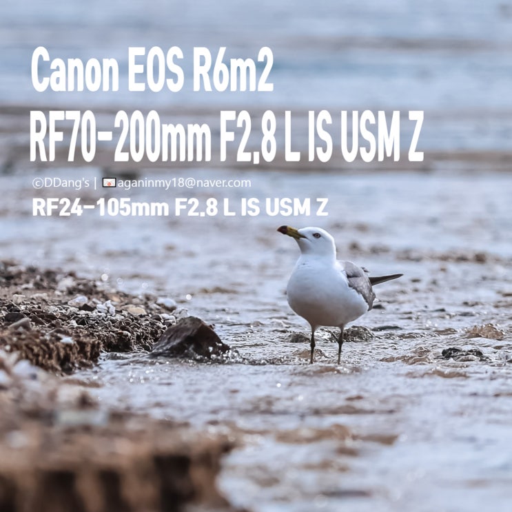  영흥도 장경리 해변에서 만난 생명들｜RF24-105mm vs RF70-200mm F2.8 Z 사진촬영기
