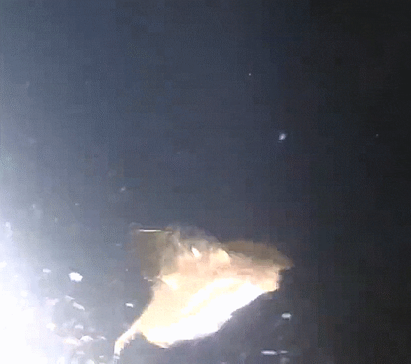  Lophius litulon (adult stage) キアンコウ 황아귀 성어