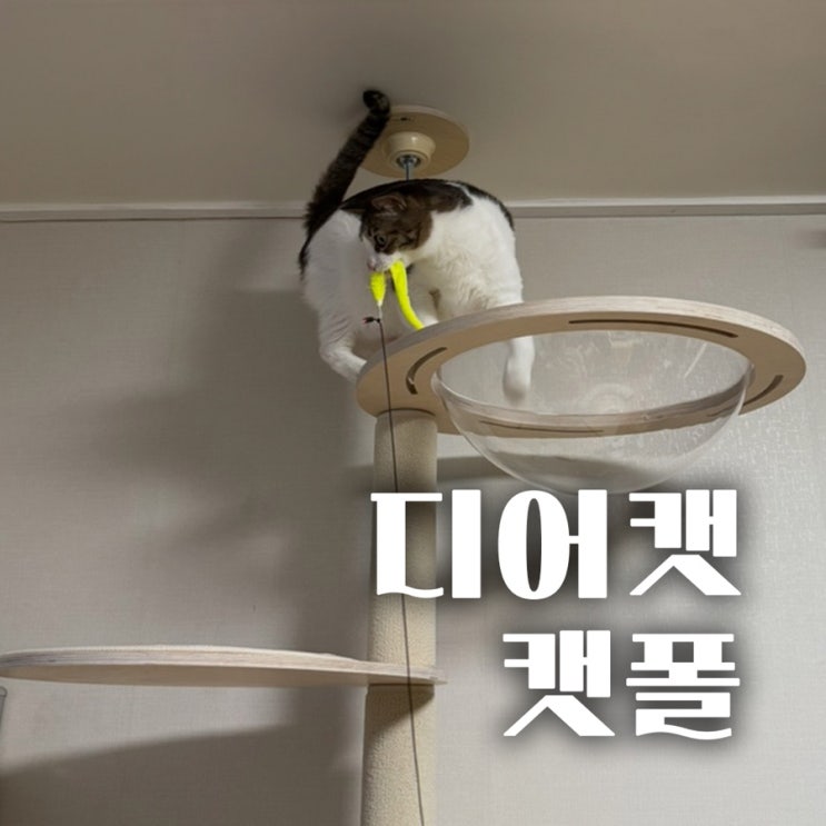 5살 겁많은 뚱냥이도 만족!튼튼한 캣폴 디어캣 솔직 후기