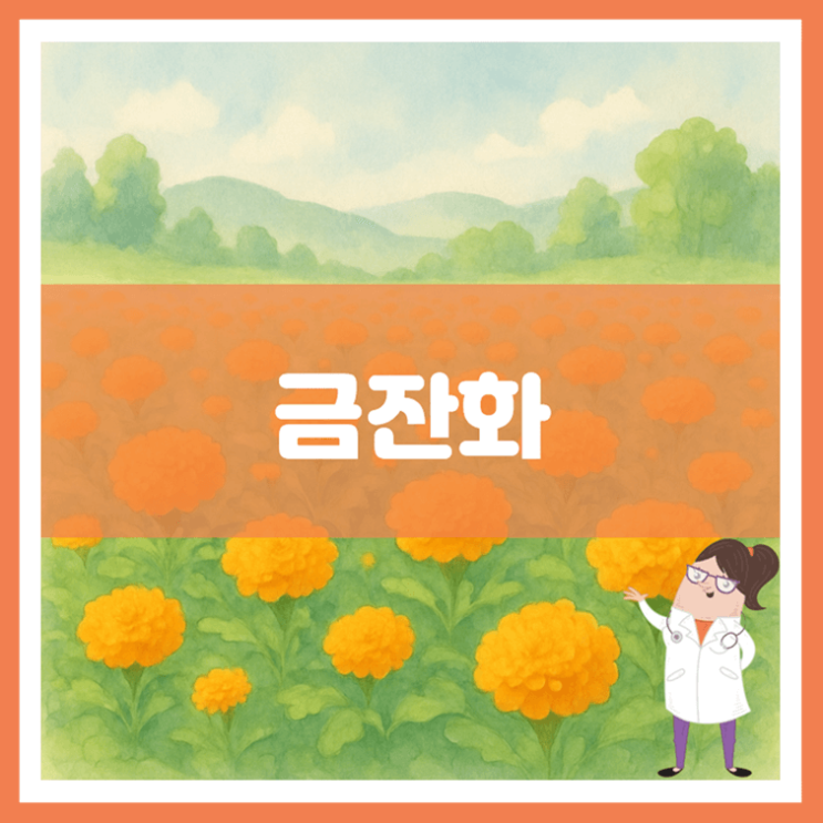  금잔화 효능 부작용 먹는 방법