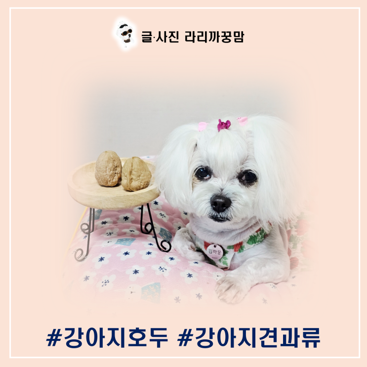  강아지에게 호두는 절대 금지! 견과류 급여 시 꼭 알아야 할 사실