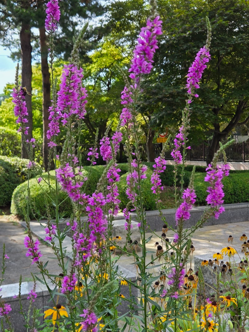 정책지식 2025.7.29. : 네이버 블로그