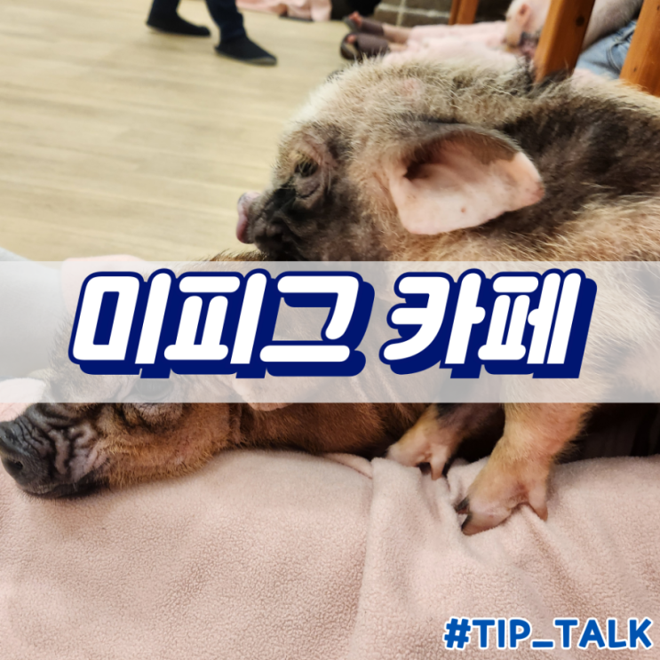  삿포로 미피그 카페 mipig cafe 내돈내산 후기