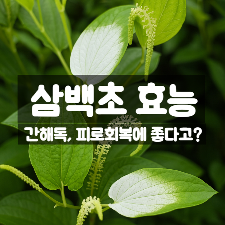  삼백초 효능 성분 먹는법 – 간 해독에 좋은 약초