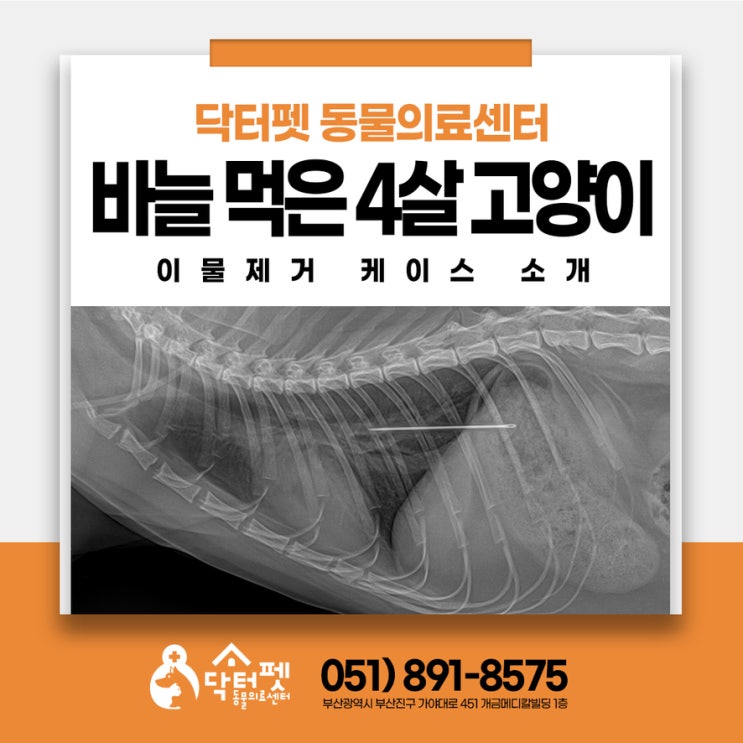  바늘 먹은 4살 고양이 위급 상황 대처법은? 부산 24시 동물병원 닥터펫