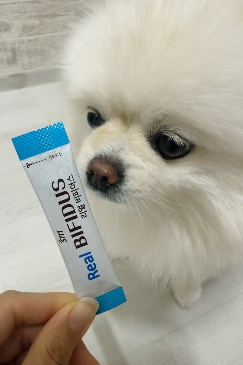 강아지 변비 동물병원 유산균 리얼 비피더스 N번째 구매