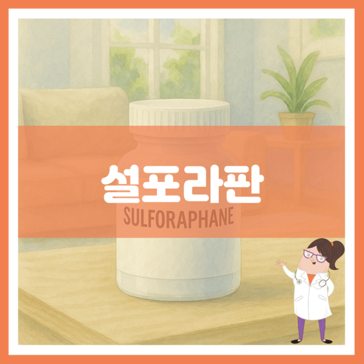  설포라판 효능 섭취방법 부작용
