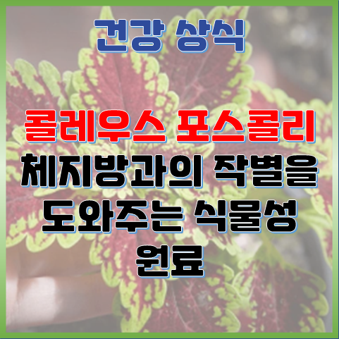  체지방과의 작별, 식물성 원료 콜레우스 포스콜리에 주목해야 하는 이유
