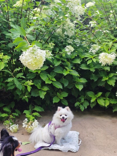 멍쓰런