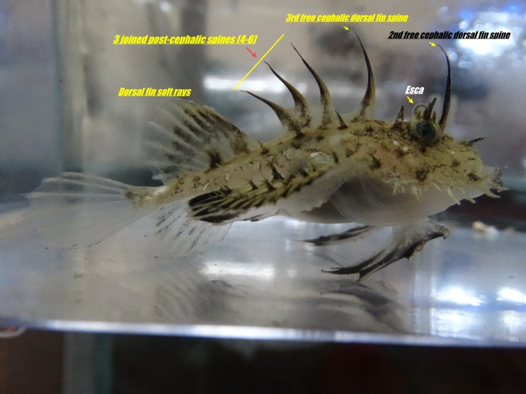  Lophius litulon (juveniles ) キアンコウ 황아귀 유어