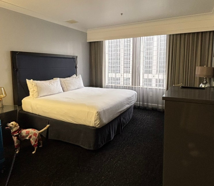  [Seattle] 시애틀 호텔 추천, 컨벤션 센터 근처, 강아지랑 여행, 힐튼 모티프 시애틀 Hilton Mofit Hotel Seattle