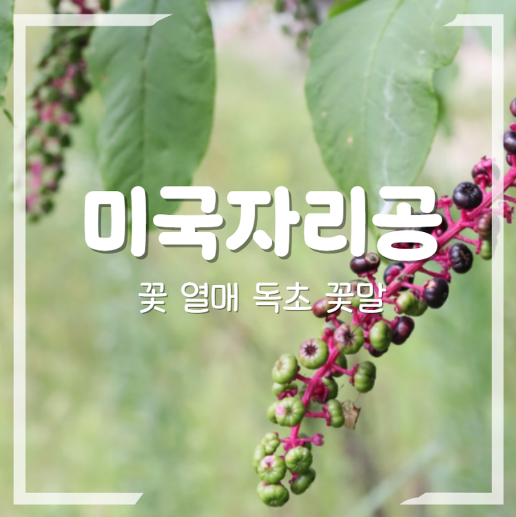  미국자리공 꽃 열매 독초 꽃말 총정리!