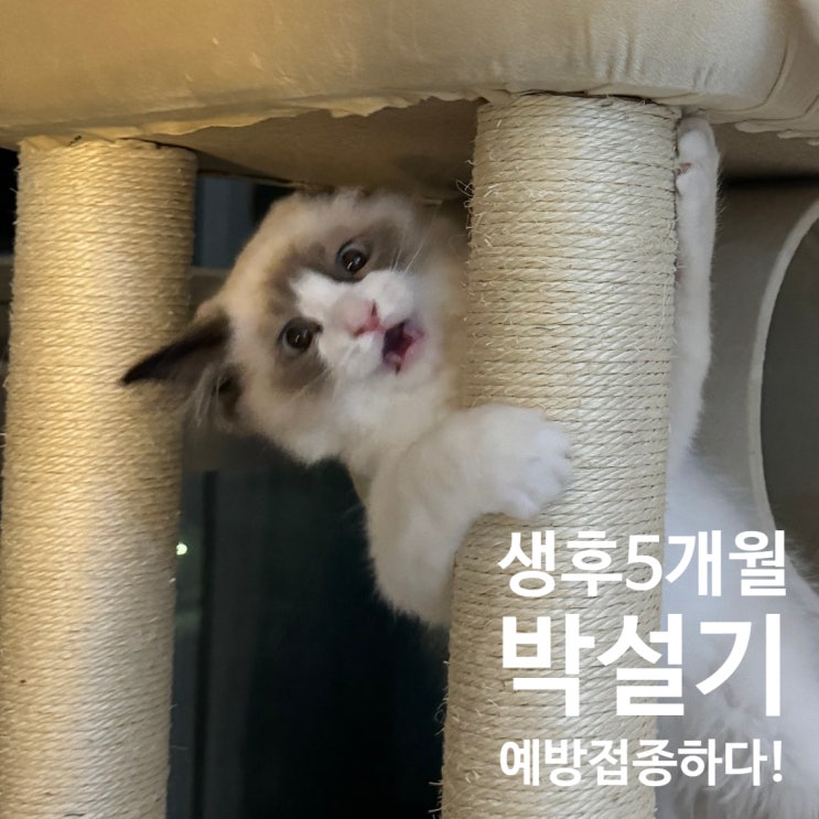  [고양이일기 1] 아기 고양이 설기 예방접종 다녀온 날