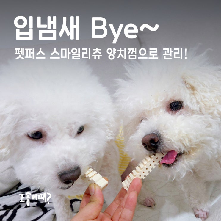  강아지껌 추천! 입냄새 없어지는 펫퍼스 스마일리츄 양치껌 후기