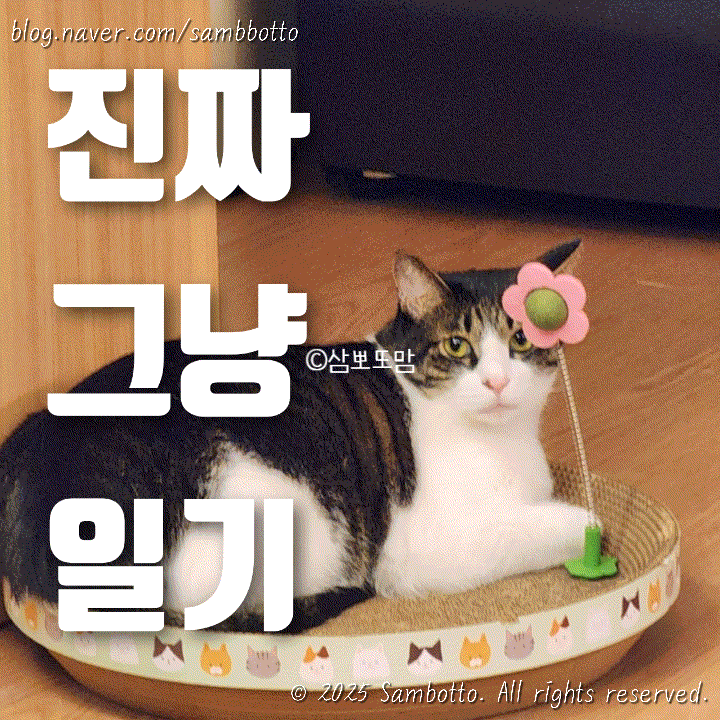  진짜 그냥 일기 | 평범한 일상, 생선구이로 저녁 해결, 예쁜 노을, 귀여운 고양이