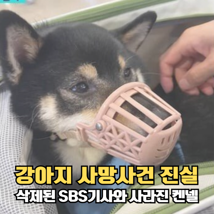 비행기 강아지 사망사건의 진실, 기사 삭제한 SBS와 켄넬 업체의 침....