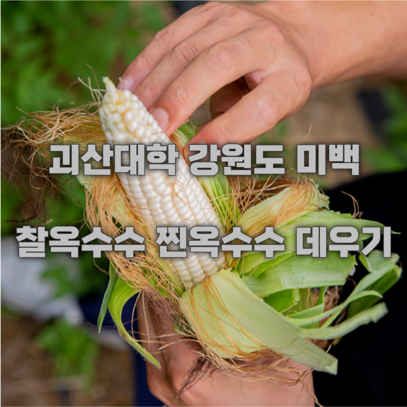 괴산대학 찰옥수수 강원도 미백 찐옥수수 데우기