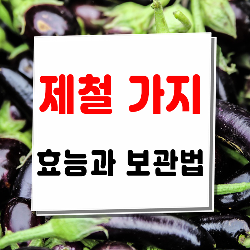 제철 가지의 효능과 영양성분 말린 가지 보관법 및 칼로리 정보