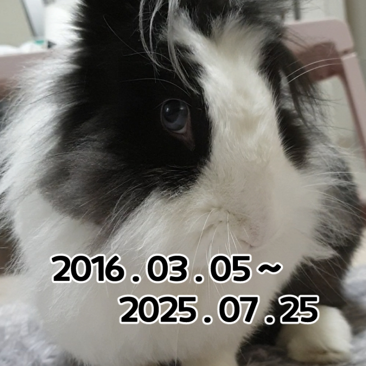  9년 동안 함께했던 소중한 가족이자 친구인 쿠앤크가 토끼별로 여행을 떠났습니다.