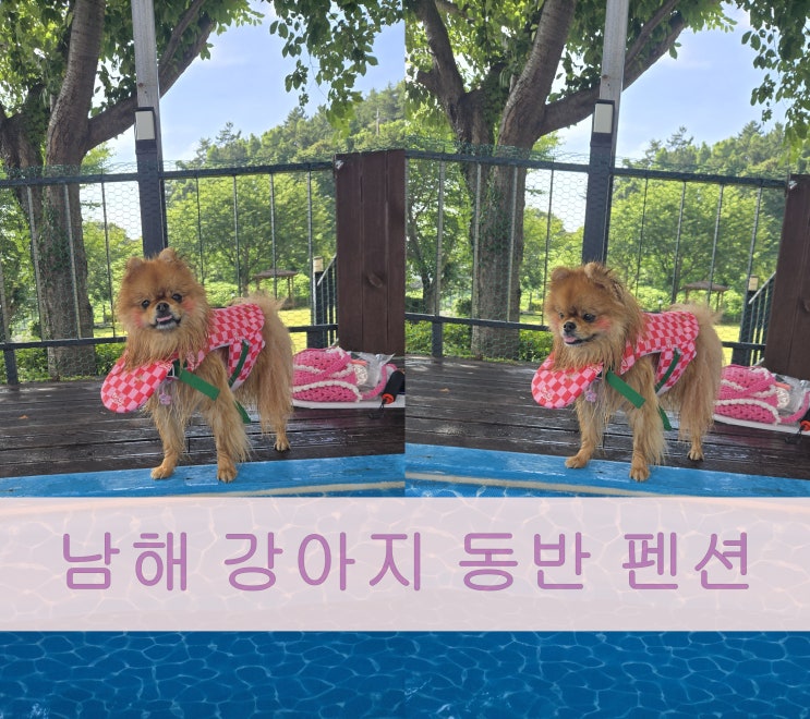 남해 가볼만한 곳 강아지 동반 펜션은 여기! feat.수영장!