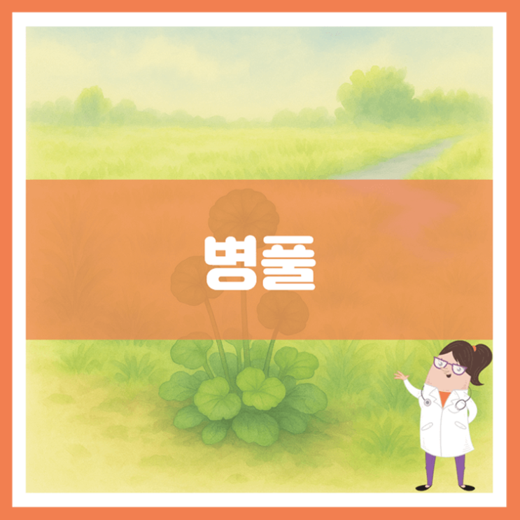  병풀 효능 부작용 사용방법