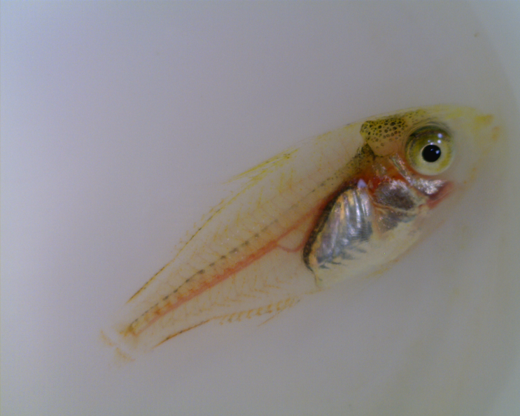 Lethrinus genivittatus  (early juveniles )イトフエフキ 줄갈돔 유어 초기 개체들
