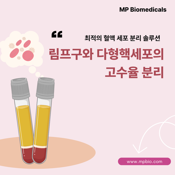  혈액 세포 분리(Blood Fractionation): 림프구 및 다형핵세포 분리 효율 극대화