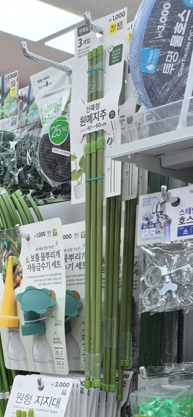 다이소 식물 지지대로 집에서 고추 키우기