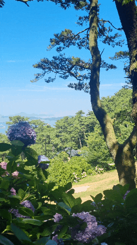  태종대 다누비열차 타고 태종사 수국 구경