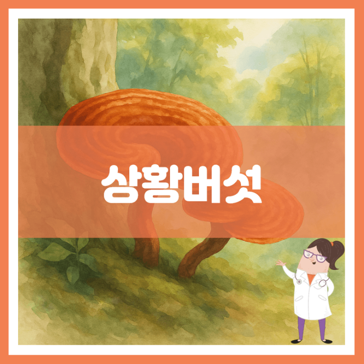  상황버섯 효능 부작용 먹는 방법
