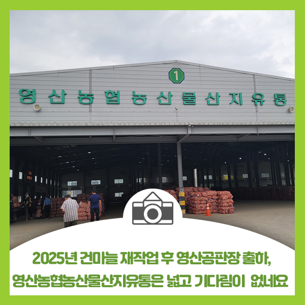  2025년 건마늘 재작업 후 영산공판장 출하, 영산농협농산물산지유통은 넓고 기다림이 없네요