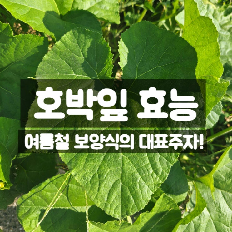  호박잎 효능 부작용 삶는시간 – 붓기와 장 건강에 좋은 이유