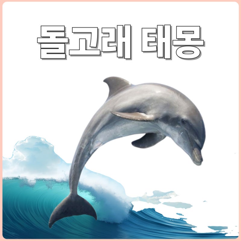 돌고래 태몽 성별은 남자 여자일까