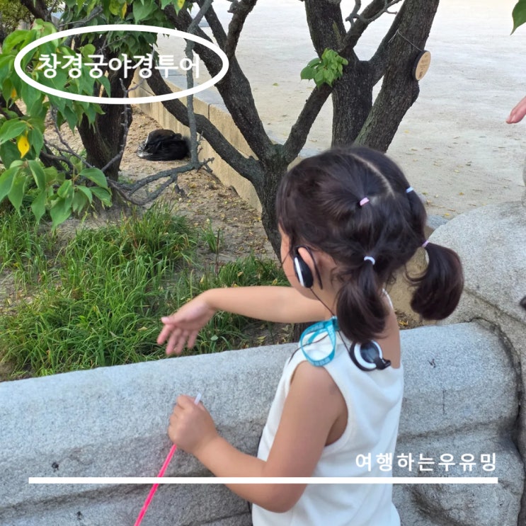  창경궁 야경투어, 역사와 함께하는 밤산책 수업
