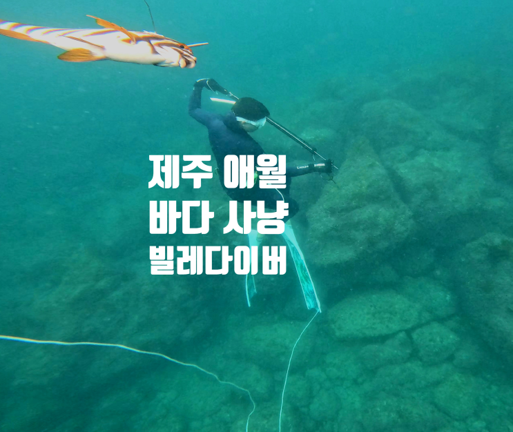  제주도 | 한국 제주 애월 스피어피싱 합법 유어장 에서 프리다이빙 해루질 돌돔 빌레다이버 리뷰