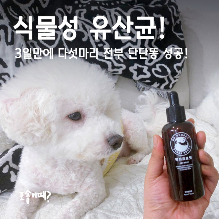  강아지 유산균 추천템! 닥터프로펫 식물성이라 아토피아이도 OK