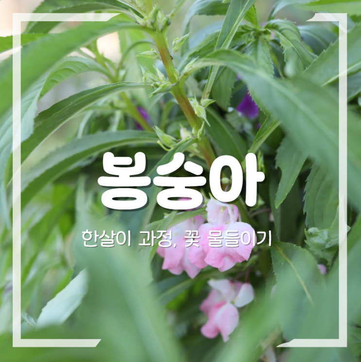  봉숭아 한살이 꽃 물들이기 키우기
