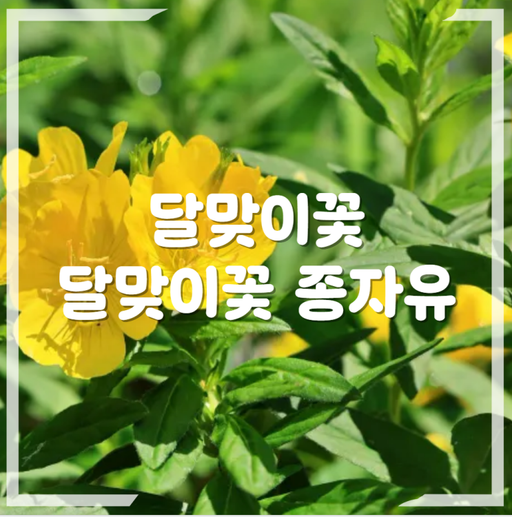  달맞이꽃유 종자유 씨앗 효능 PMS
