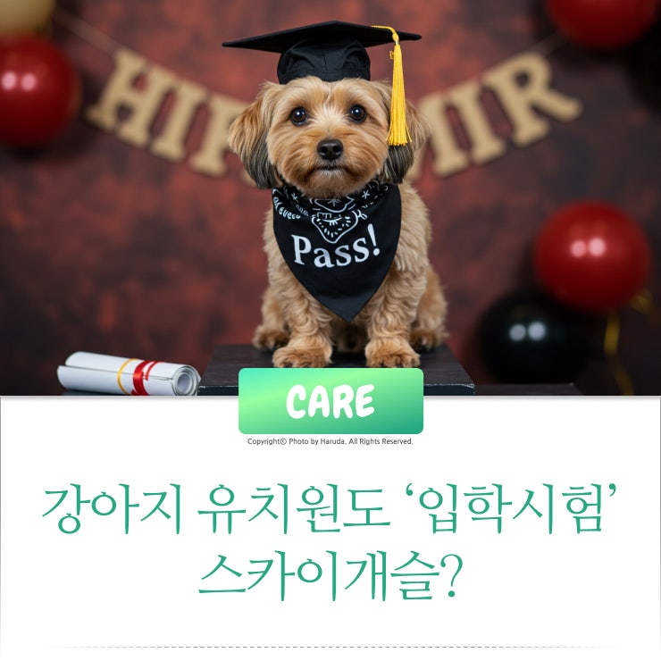 스카이개슬