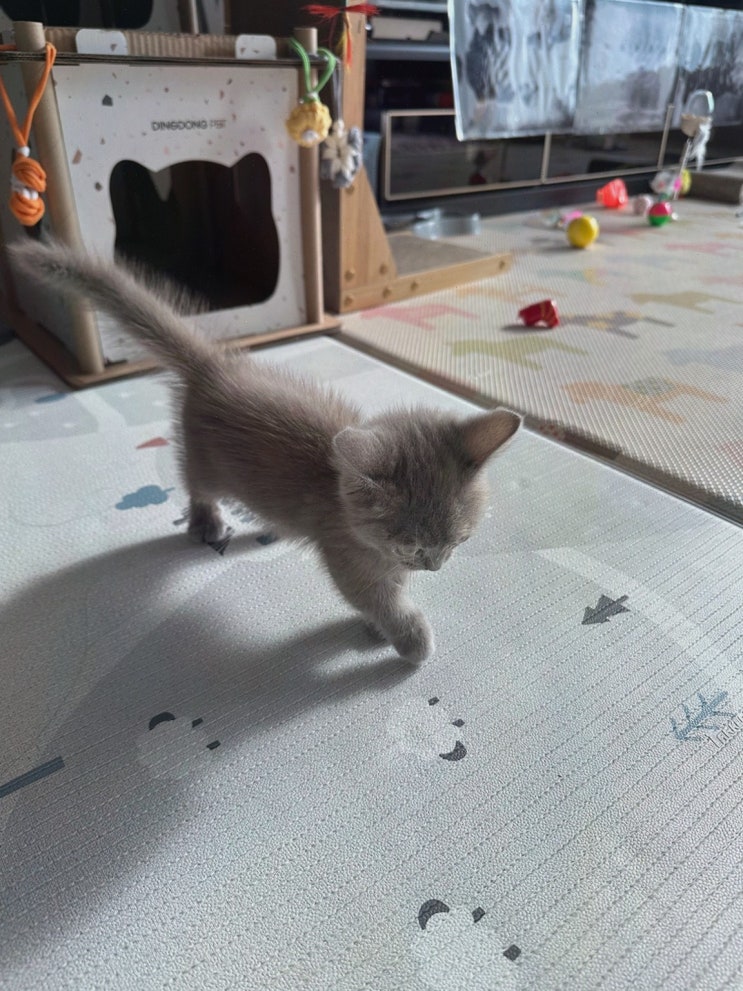  전문적인 고양이 분양과 관리, 대전고양이분양 퍼스트캣 대전점